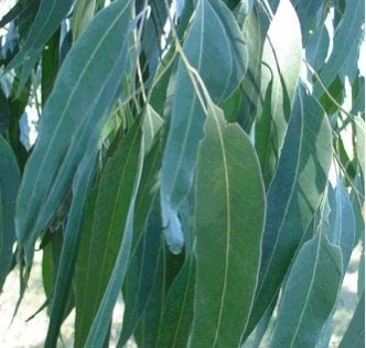 Eucalyptus Organic Essential Oil Blue Mallee 4